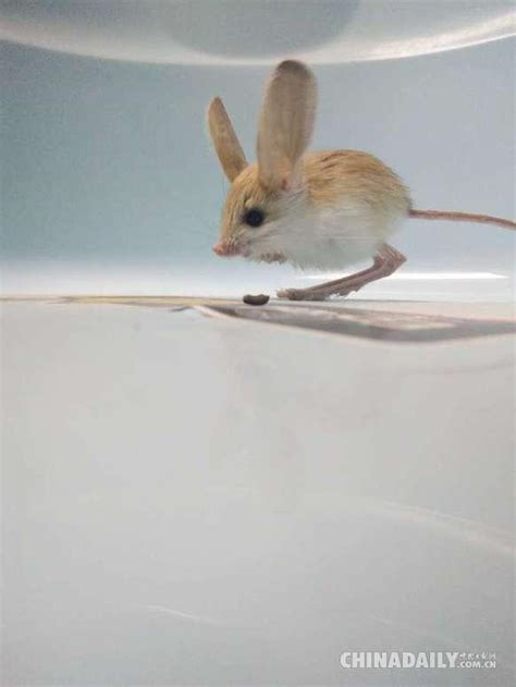 新疆发现濒危灭绝物种长耳跳鼠 被称为“沙漠中的米老鼠” - 每日头条