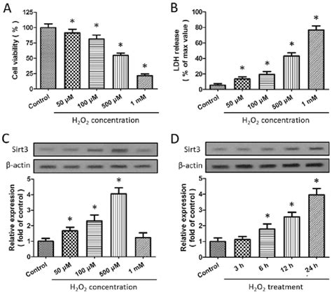 H2O2 HT22 的图像结果
