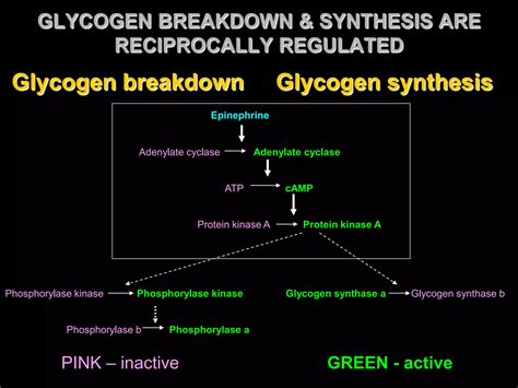 Glycogen metabolism | PDF