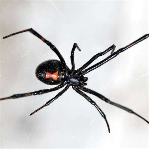 Male Black Widow Spider Identification