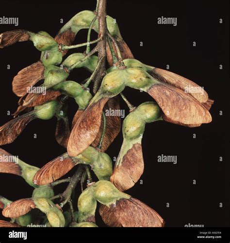 Sycamore tree seed hi-res stock photography and images - Alamy