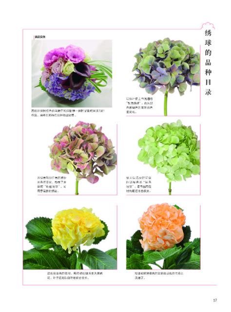 中国的四大名花都有哪些？快看看吧|名花|牡丹|菊花_新浪新闻