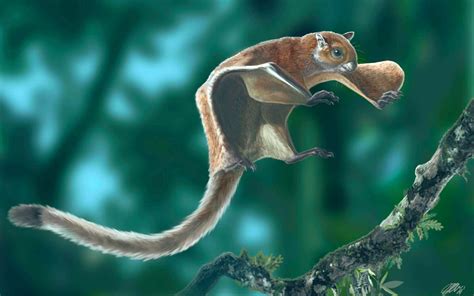 Download Flying Squirrel Soaring Through the Trees | Wallpapers.com