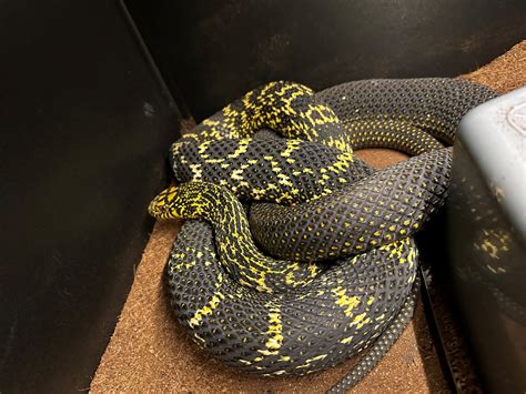 8 Ft Cb Male King Rat Tame $800 Other Rat Snake by Brian Sharp Reptiles ...