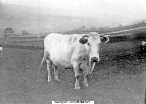 Searching Picture Sheffield