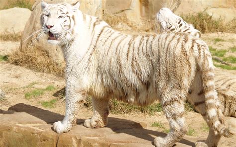 Download wallpaper 2560x1600 tiger, albino, thick, stand hd background
