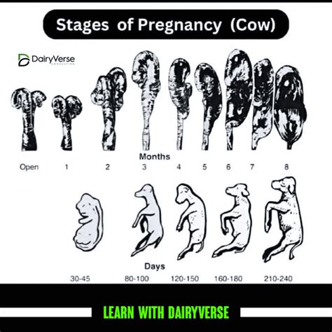 Stages of Pregnancy in Cows: A Guide to Successful Calving - Dairyverse
