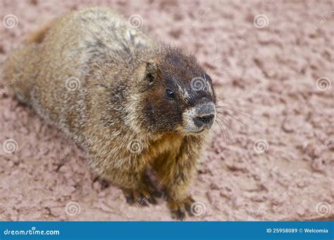 Whistle Pig stock image. Image of marmot, woodchuck, american - 25958089