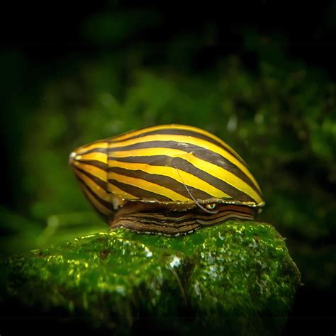 Zebra Nerite Snail – cloningaquapets