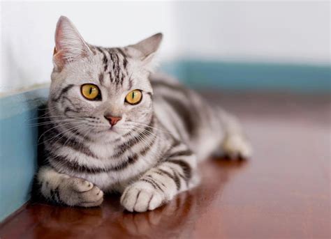 American Shorthair Cat Breed Health and Care | PetMD