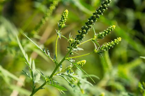 Ragweed Allergy Symptoms & Treatment – Breathe Easy