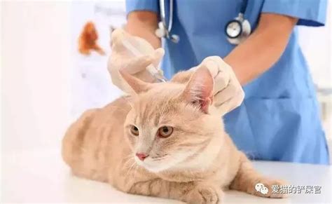 猫咪死亡率极高的几种疾病，出现下列初期症状一定要注意_猫瘟热