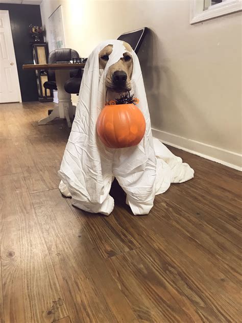 Dog In Ghost Costume Drawing - Drawing Tips Guide