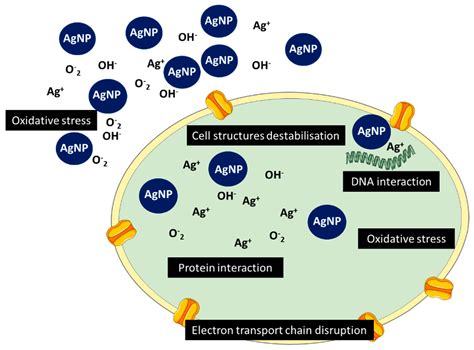 Metal-Based Nanoparticles as Antimicrobial Agents: An Overview