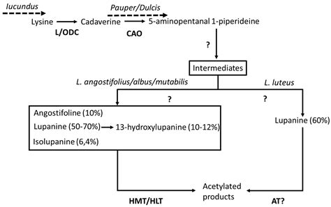 The Use of Lupin as a Source of Protein in Animal Feeding: Genomic ...