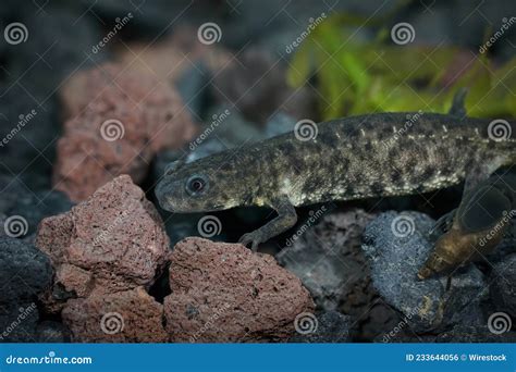 Close of an Aquatic Juvenile Spanish Ribbed Newt, Pleurodeles Waltl ...