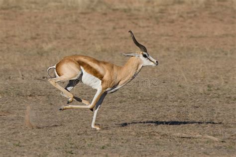Image result for Springbok Running