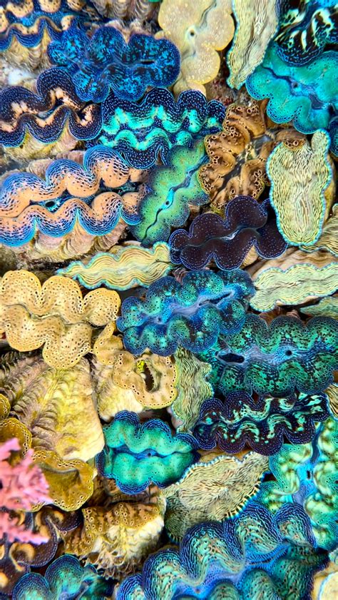 Image result for Clam Level 2