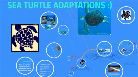 Image result for Sea Turtle Adaptations