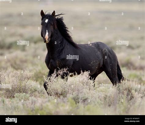 Black Wild Mustang Horses