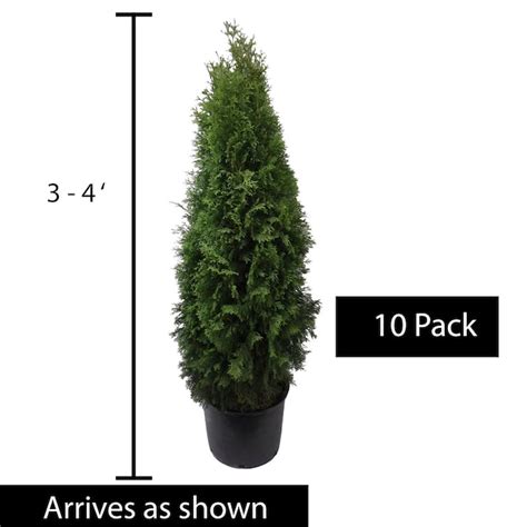 Spring Hill Nurseries Green Giant Upright Arborvitae Screening Shrub in ...