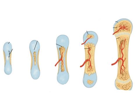 Image result for Process of Bone Formation