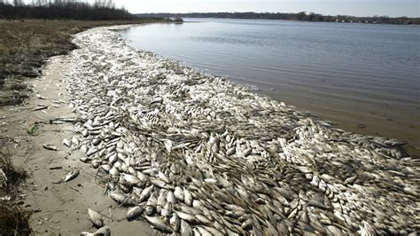 Thousands Of Dead Fish Surface In Bangalore's Ulsoor Lake | BOOM