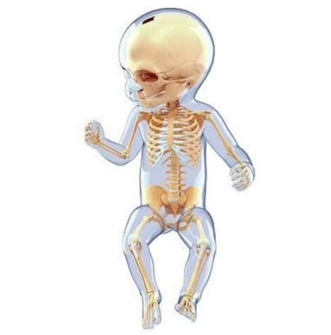 How many bones are their in a baby (Child) - Brainly.in