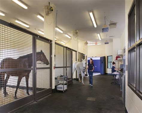 Equine Horse Hospital at Samuel Moysey blog