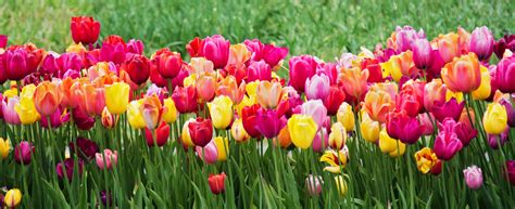 What Do Tulips Mean? Plus The Symbolism Behind Common Tulip colors
