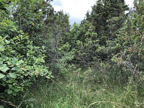 Eco-evolutionary dynamics in plant-soil interactions during land use ...