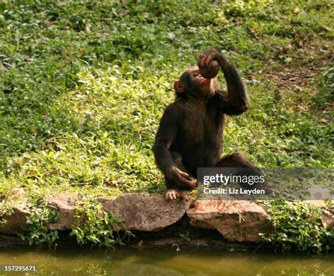 Chimp Using Fire 的图像结果