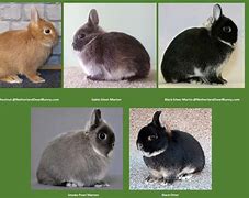 Image result for Dwarf Bunny Age Chart