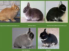 Image result for Netherland Dwarf Rabbit