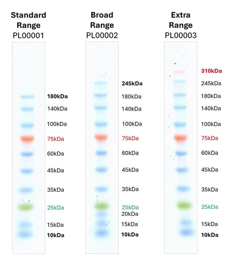 Broad Range Prestained Protein Marker PL00002 | Proteintech