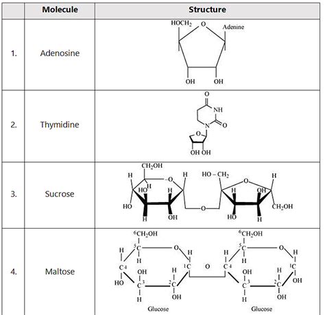 NCERT Solutions Class 11 Biology Chapter 9 - Biomolecules