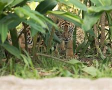 Image result for birmingham zoo news