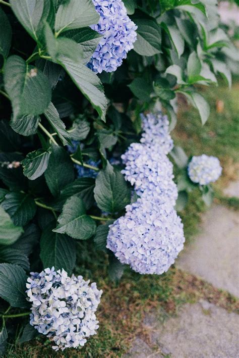 When Does Endless Summer Hydrangea Bloom? - Green Packs