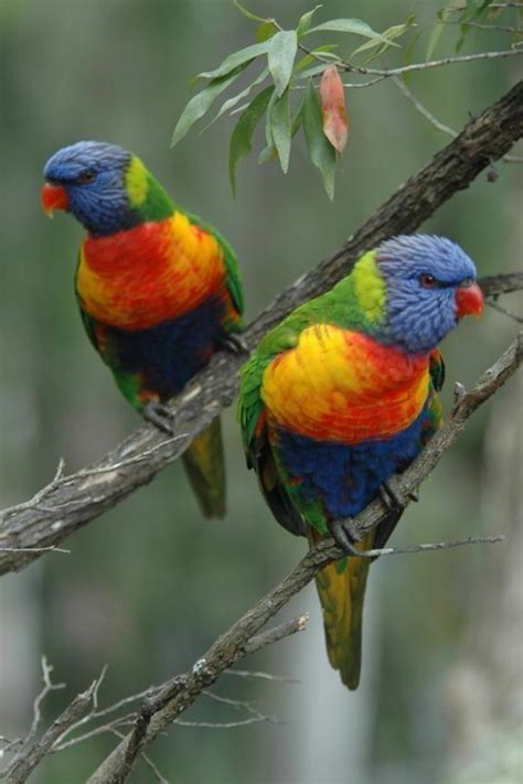 Discover the Enchanting World of Australian Native Birds on Facebook