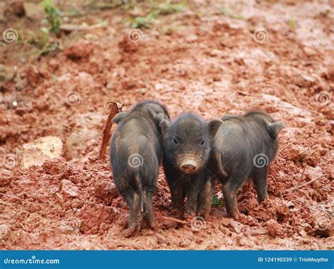 Southeast Asian Pig stock image. Image of boar, slow - 124190339