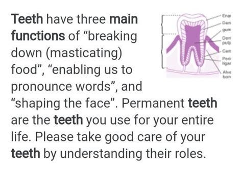 write the main function of teeth. give a right answer - Brainly.in