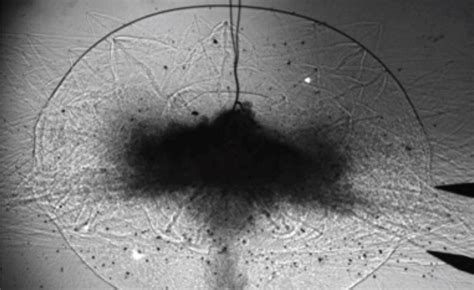 Image result for Explosive Speed Test