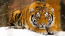Wallpaper Beautiful Home Screen Tigers by Tigers Screensaver Http Www Screensavergift Wallpaper Beautiful Home Screen Tigers