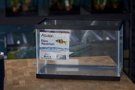 5.5 Gallon Aquarium – Forge's Fish