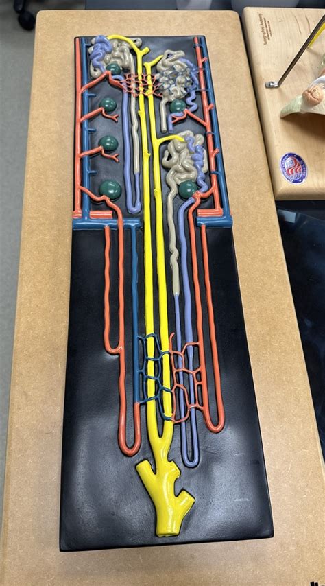 Image result for Nephron Model Project Images