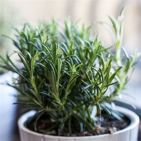 The Secrets To Growing Rosemary Indoors - As A Houseplant!