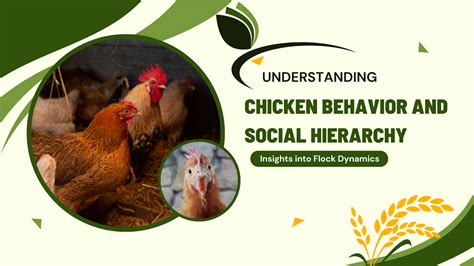 Chicken 的图像结果