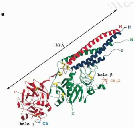 Image result for Fibrinogen Structure
