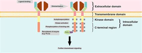 Image result for RTK Structure