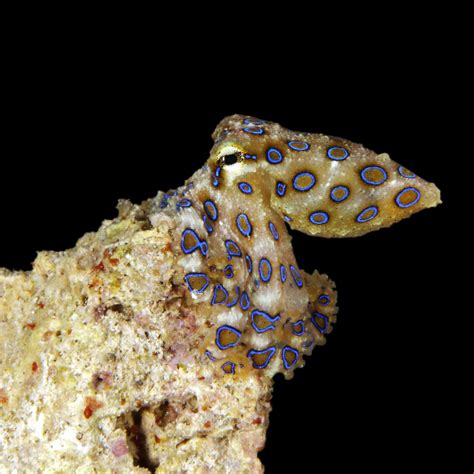 Are Octopuses Dangerous? - OctoNation - The Largest Octopus Fan Club!
